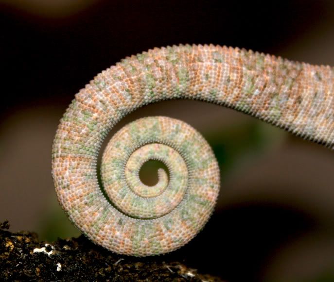 tail.jpg