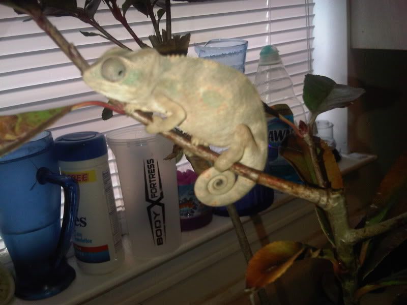 chameleon3020.jpg