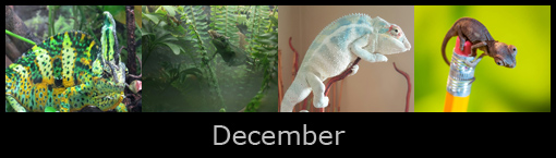 december.jpg