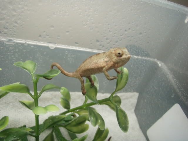 MyChameleons055.jpg