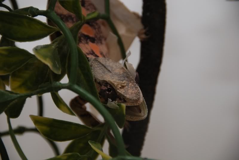 shed.jpg