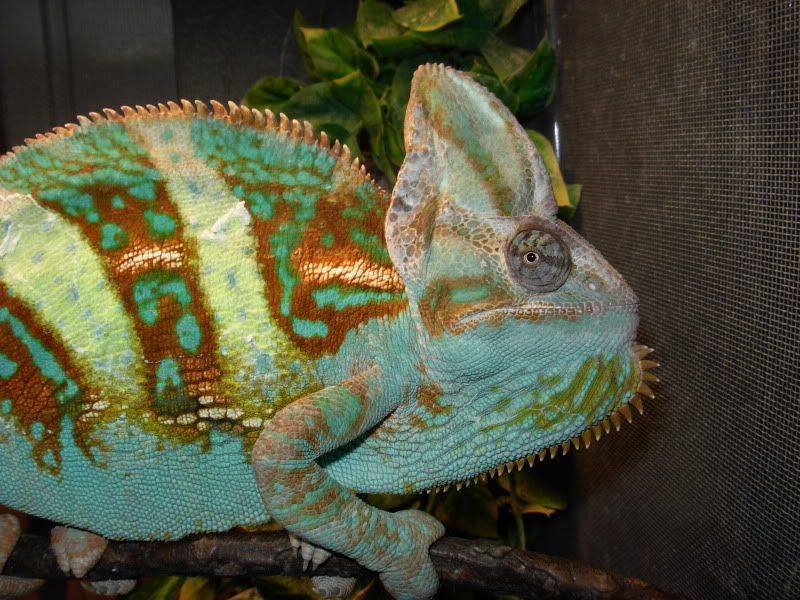 DSCN8287.jpg