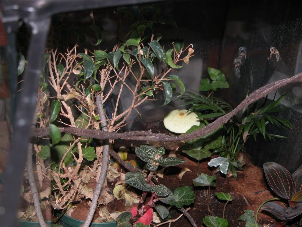 DSCN9342.jpg