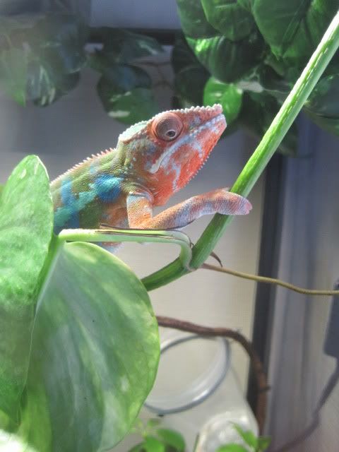 Chameleon010.jpg