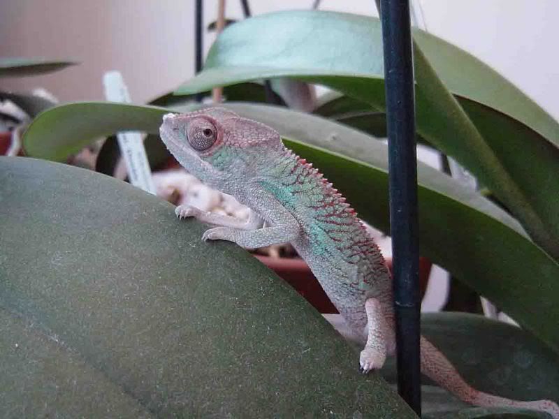 Rekka2month01.jpg
