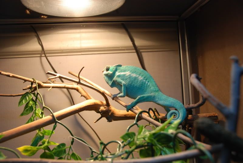 20080131009.jpg