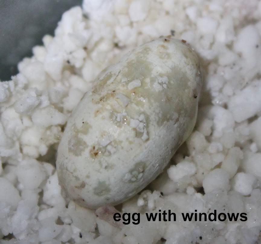egg1.jpg