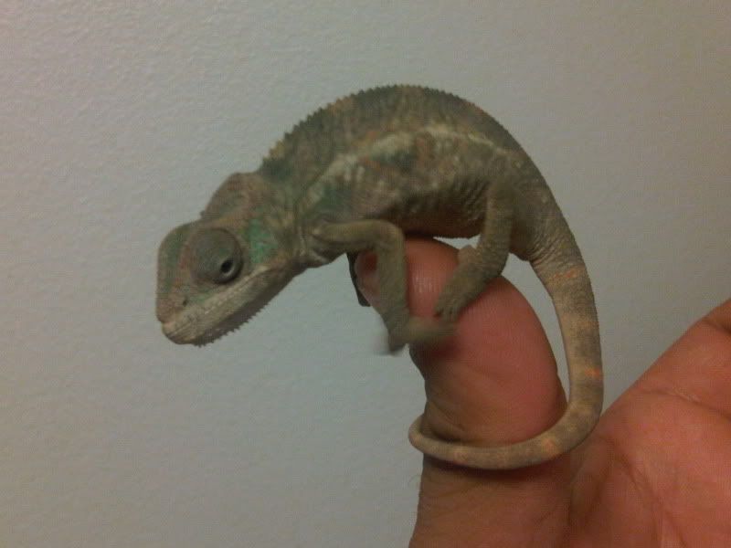 chameleon3025.jpg