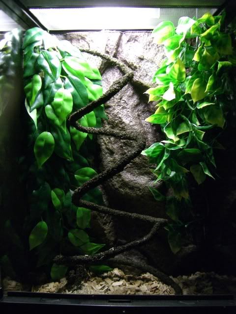 Chameleon116.jpg