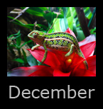 december.jpg