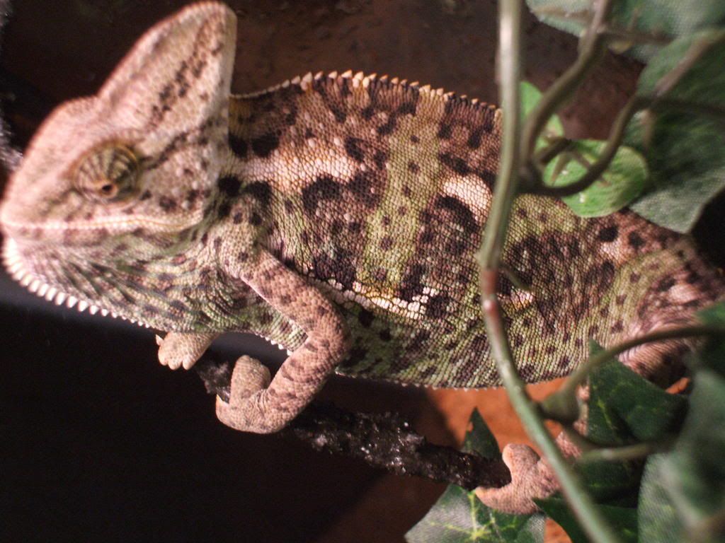 DSCF0005.jpg