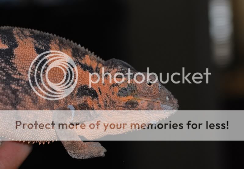 shedd.jpg