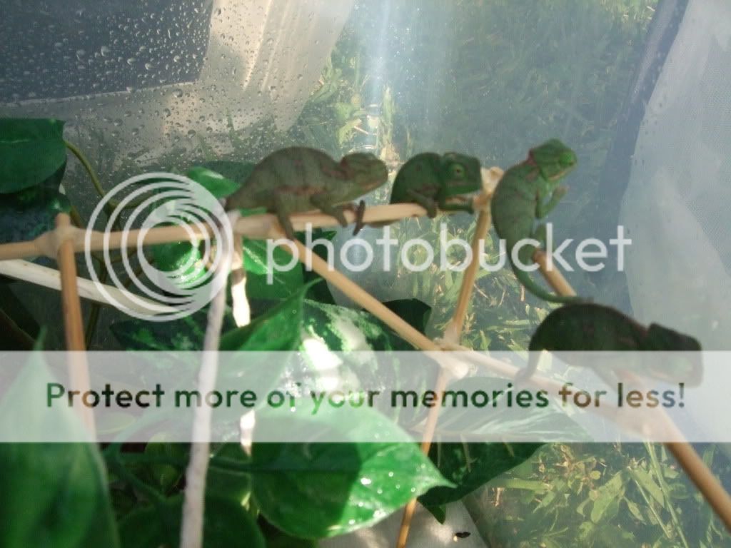 pics013.jpg