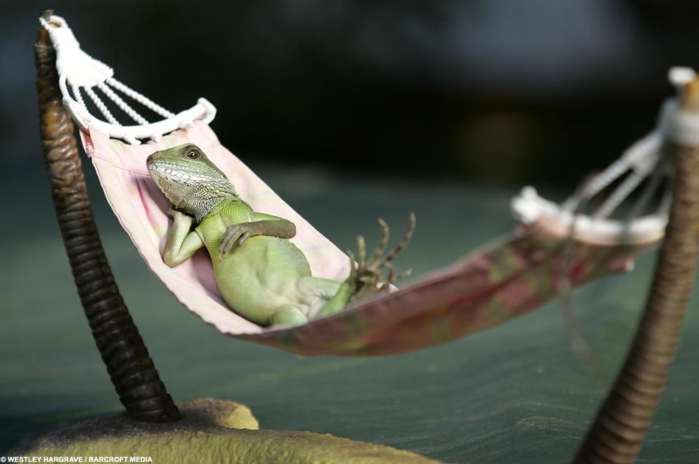 lizzards5BARCROFT_1000x664.jpg
