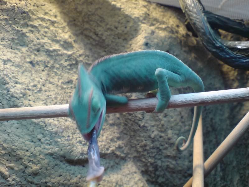 Mealworm.jpg