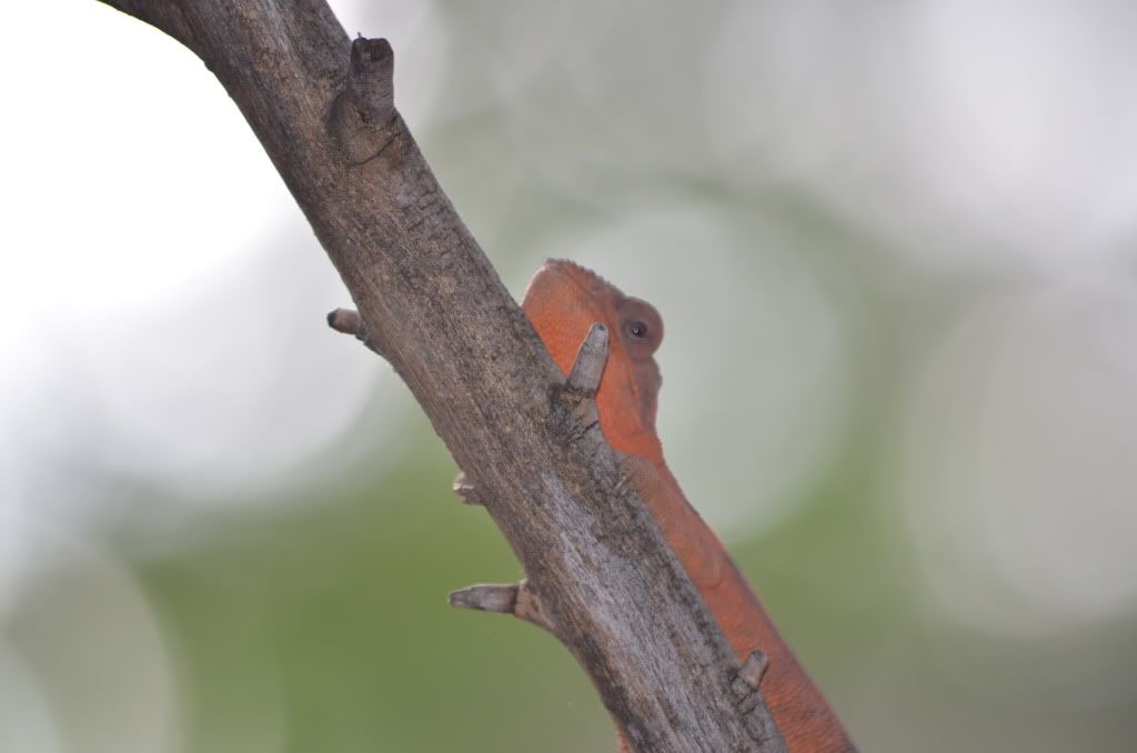 DSC_0403.jpg