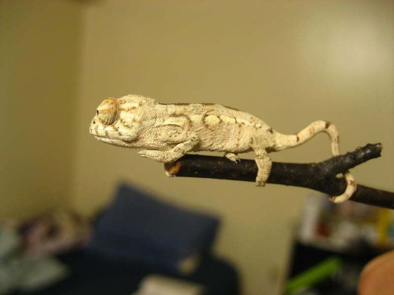 IMG_1795.jpg