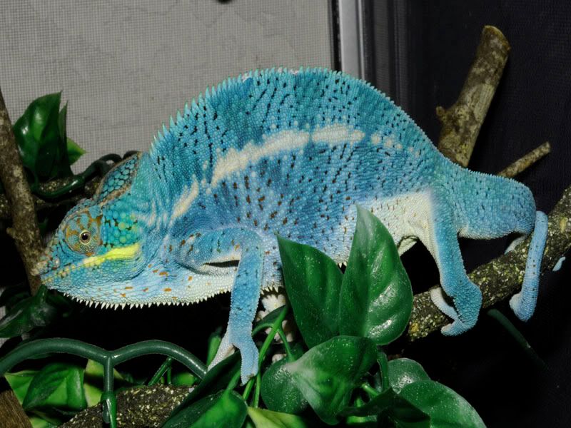 DunlapNosyBeBreeder2.jpg