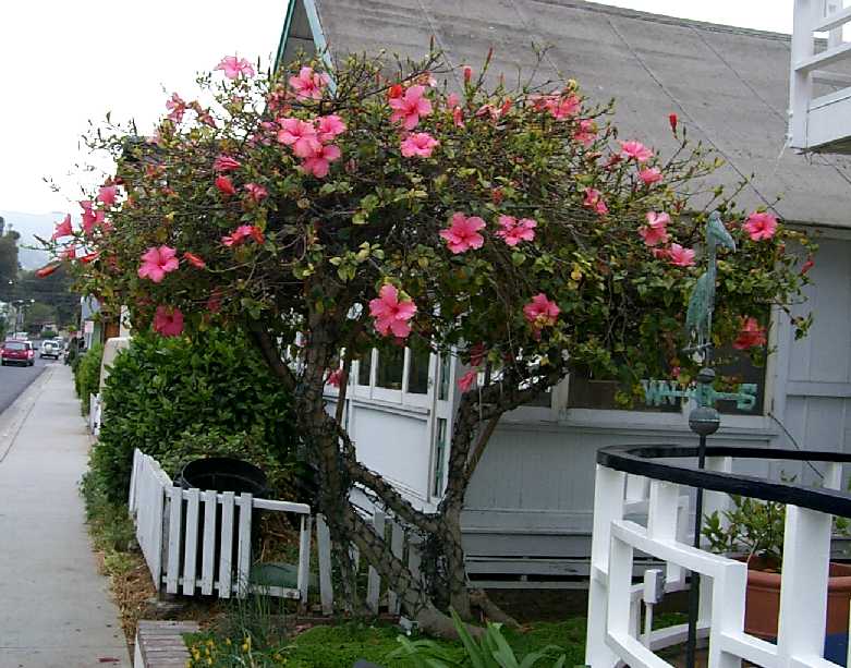 pink-hibiscus-tree.JPG