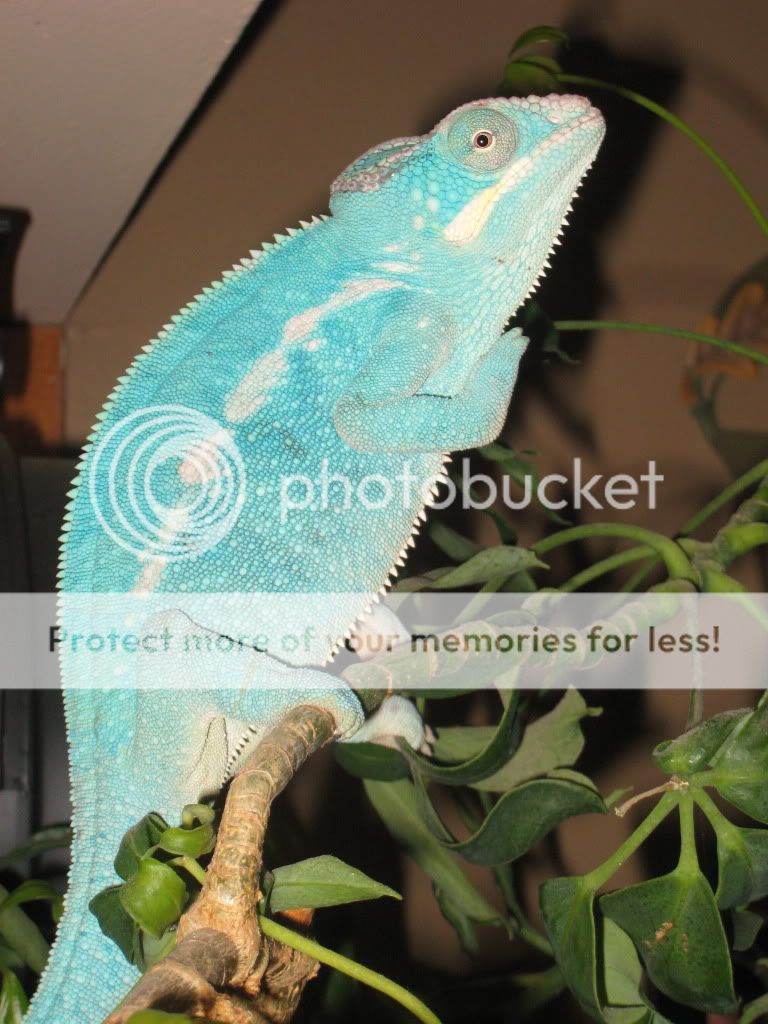 chamsforsale011.jpg