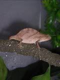Pics8-5-06244.jpg