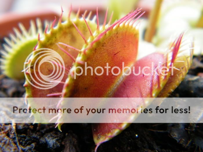 flytraps1.jpg