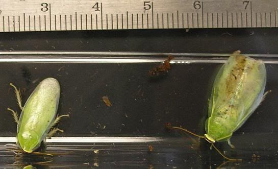 panchlora1.jpg