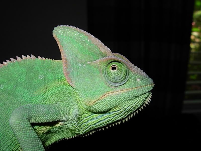DSCN7008.jpg