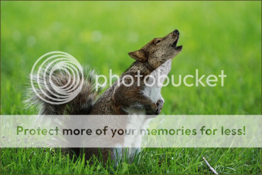 WolfManipulation.jpg