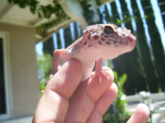 Gecko011.jpg