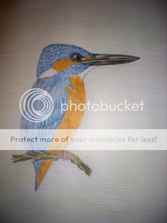 kingfishersketch.jpg