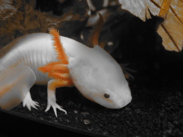 Chamxlotls019.jpg