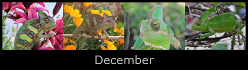 12december.jpg