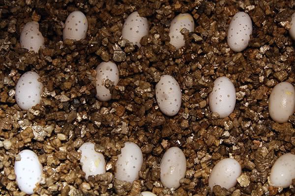 eggs2.jpg