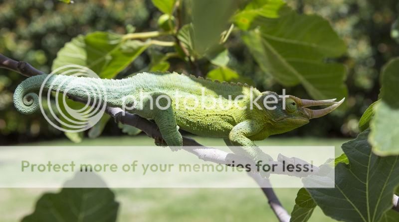 Rex1small.jpg