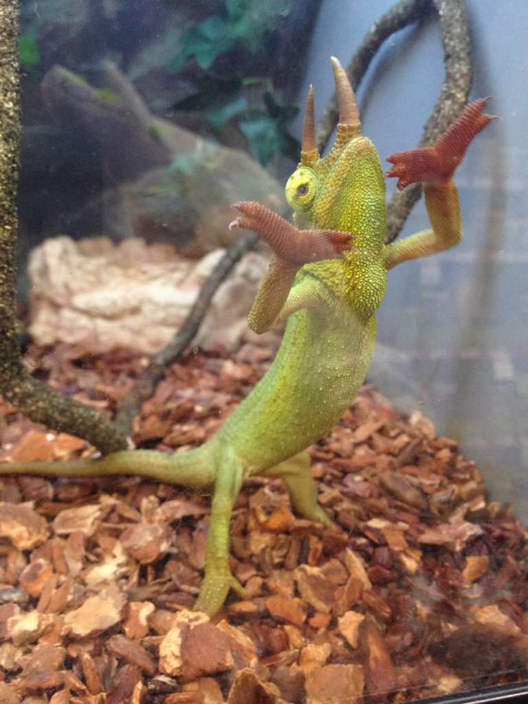 Petco Jackson's... | Chameleon Forums