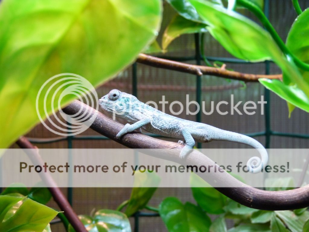 Chameleons022.jpg