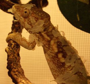 venus-shedding3.jpg