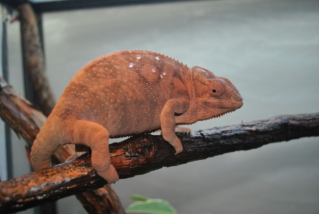 DSC_00723.jpg