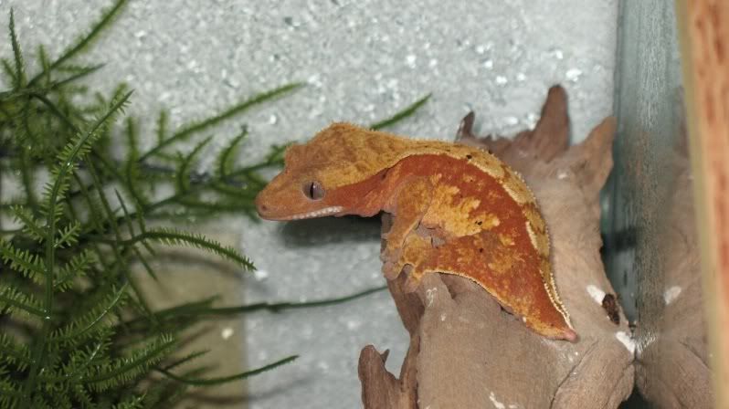 GoldenGecko066.jpg