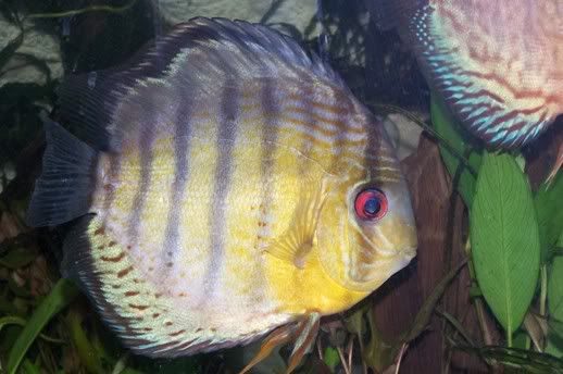 discus30.jpg