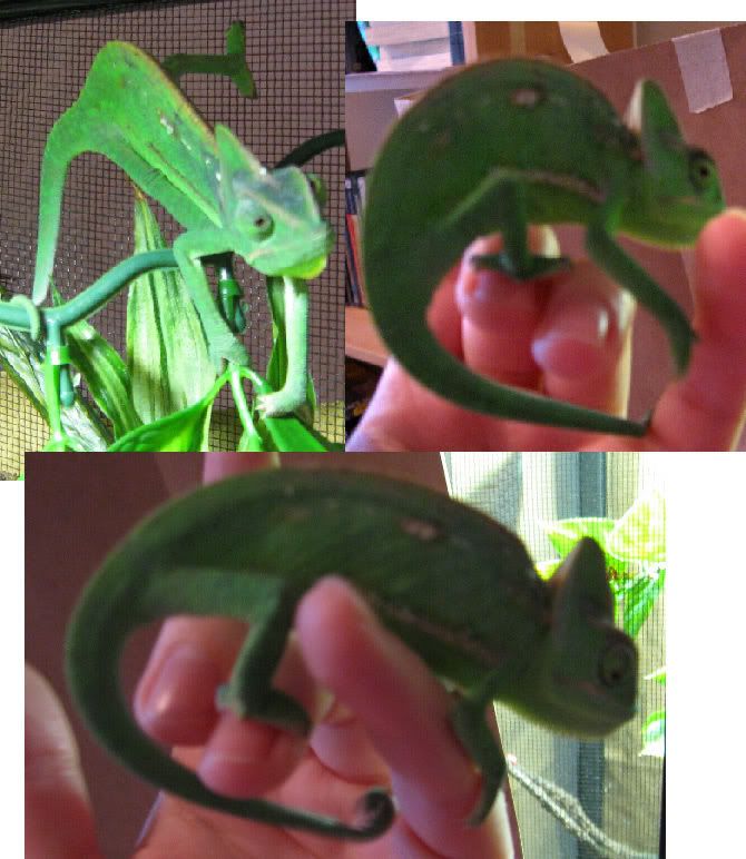 ridley_jan2809.jpg