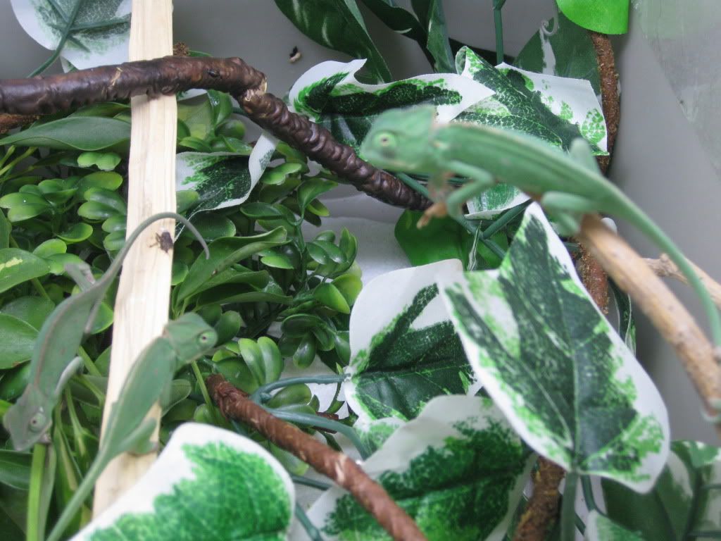 chameleons006.jpg