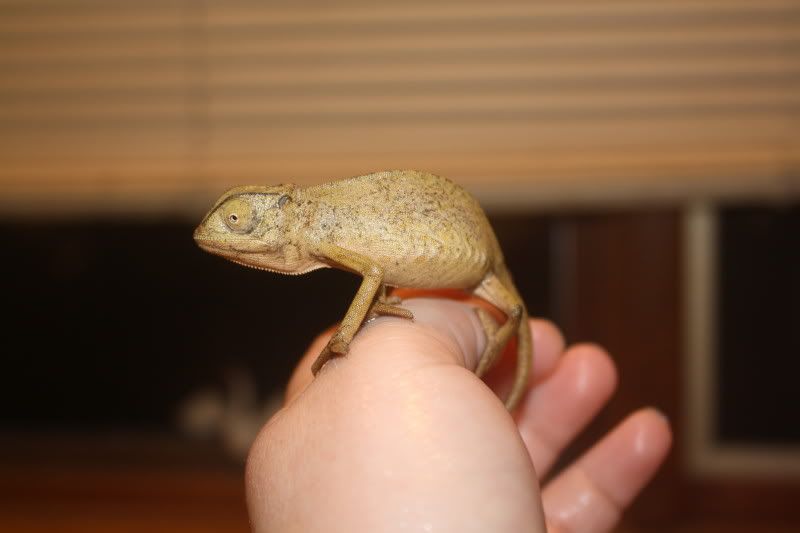 rango2.jpg