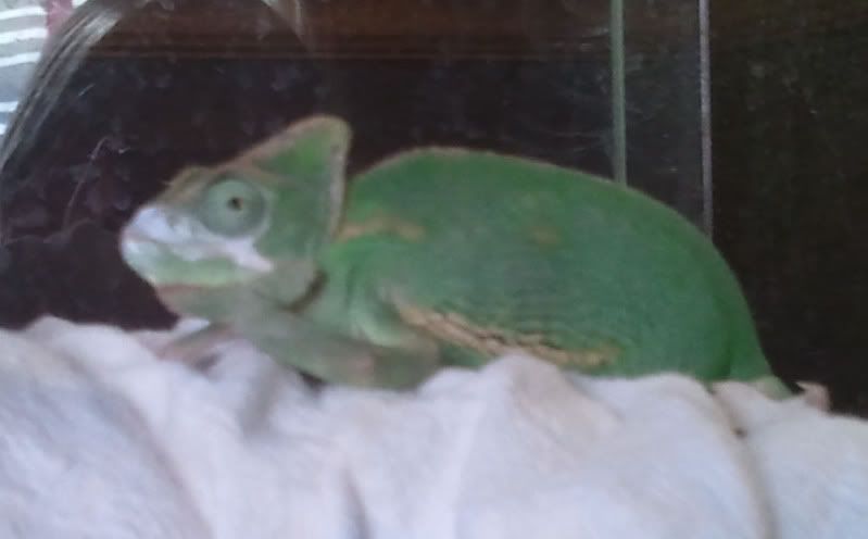 Pascalthinkcropped.jpg