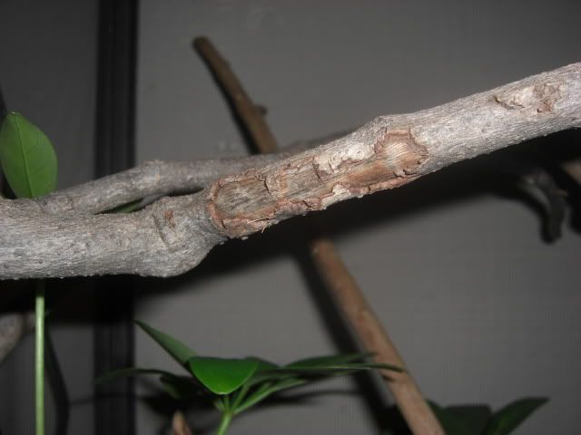 bark001.jpg