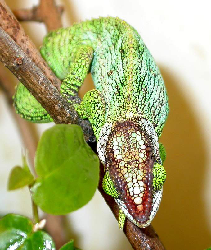 c-hilleniusi-male-head-lg.jpg