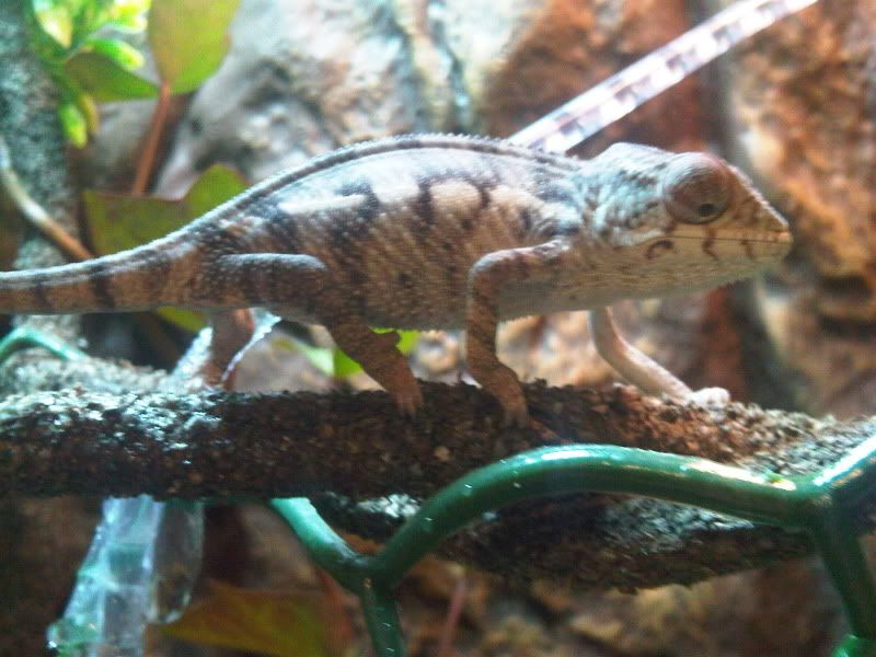 chameleon3003.jpg
