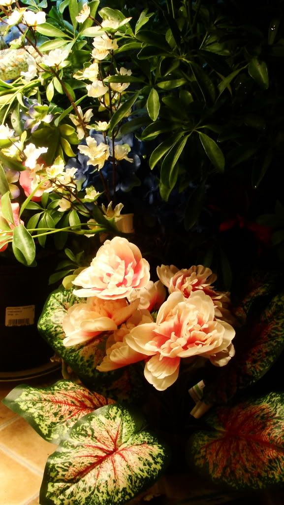 DSC00987.jpg