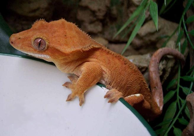 Gekkoninae_Rhacodactylus_ciliatus_orange.png